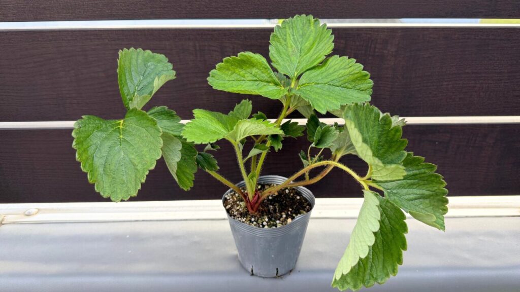 ベランダで育てるために選んだ越後姫のいちご苗