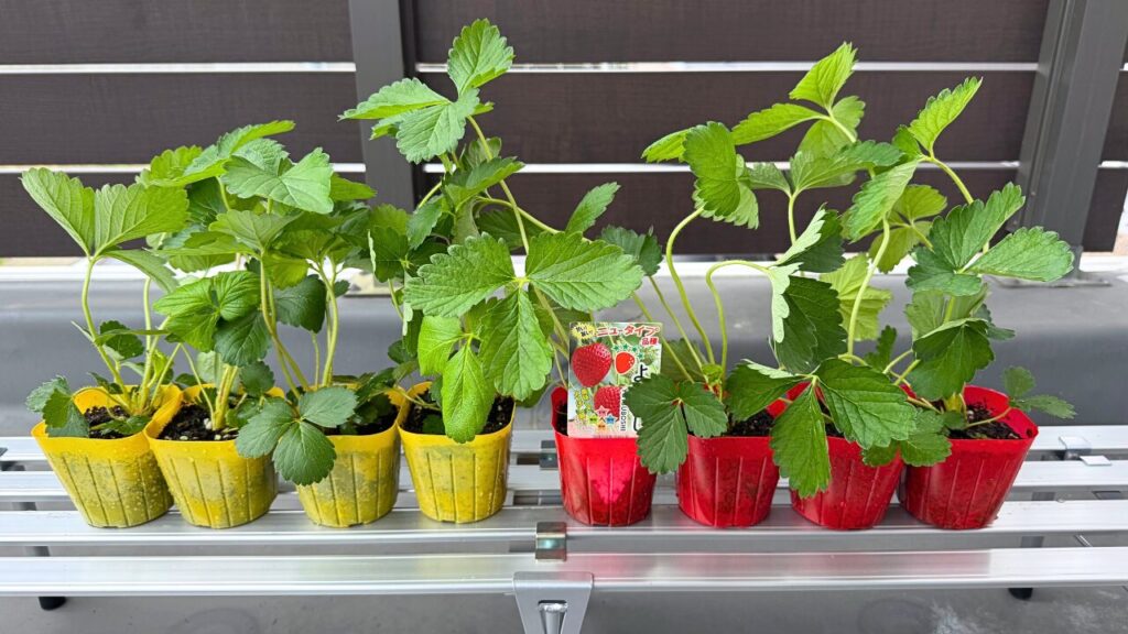 紅ほっぺとよつぼしのいちご苗を並べた様子