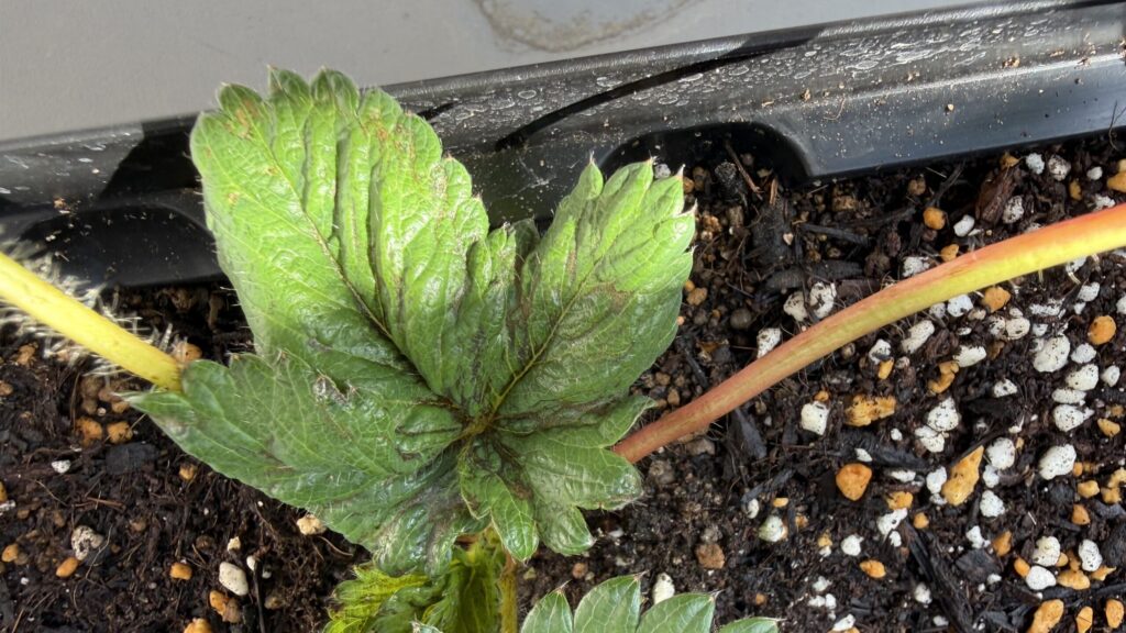 黒く変色したいちごの葉。葉脈に沿って暗い色が広がっている様子