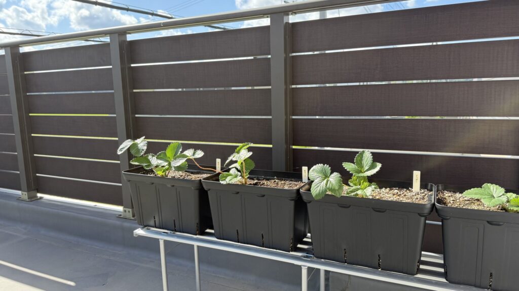 秋の日差しを受けて並ぶベランダのいちごプランター。紅ほっぺ・よつぼし・越後姫の苗が静かに育っている