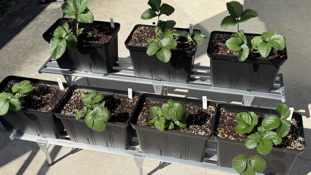 ベランダからカーポート下へ移動させた黒いスリット鉢のいちごプランター。紅ほっぺ・よつぼし・越後姫の苗を並べて管理している