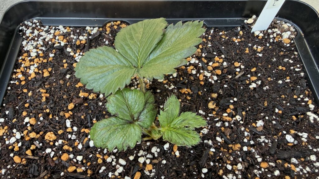 黒いスリット鉢で育てているいちご苗の様子。大きな古い葉と、小さく新しい葉が見えている